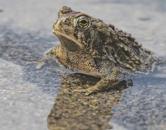 Le zoo du Minnesota célèbre Meatball, le dernier crapaud du Wyoming à avoir survécu à l'intégralité du cycle de reproduction 2025.