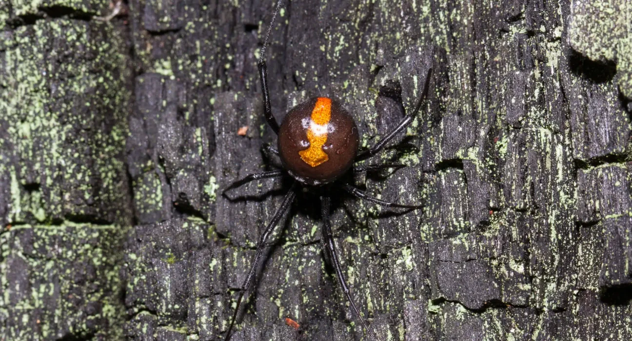 Les Saltos d'Accouplement des Araignées Redback Australiennes : Une Génétique Complexe en Jeu