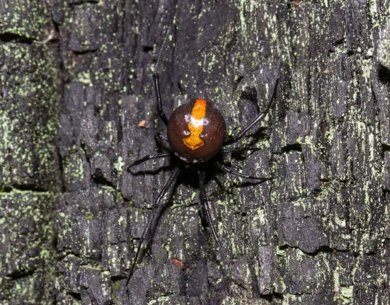 Les Saltos d'Accouplement des Araignées Redback Australiennes : Une Génétique Complexe en Jeu