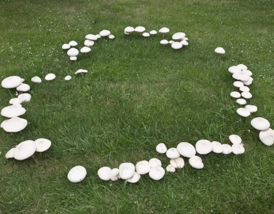 Les champignons en cercles en Suède : une danse pour échapper aux dangers souterrains