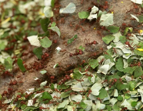 « Les cités souterraines des fourmis coupe-feuille en Amérique centrale et du Sud »