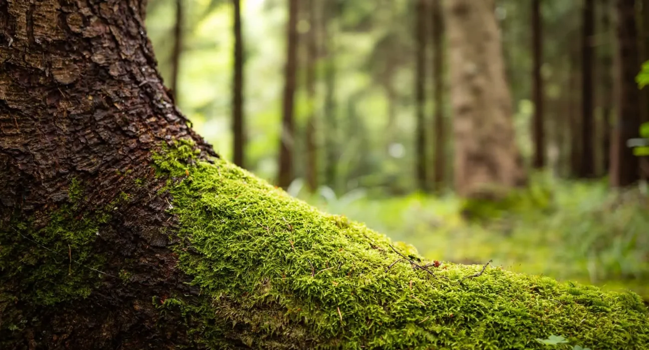 Les espèces envahissantes : un signe précoce du renouveau de la nature