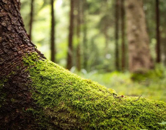 Les espèces envahissantes : un signe précoce du renouveau de la nature