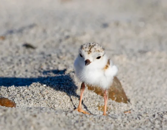 Les oiseaux de rivage de Chicago en danger face au recul des protections fédérales de leur habitat.