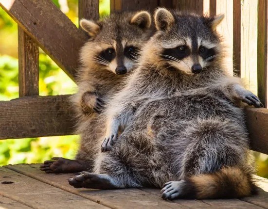 Les ratons laveurs de New York pourraient présenter l'un des premiers signes de domestication.