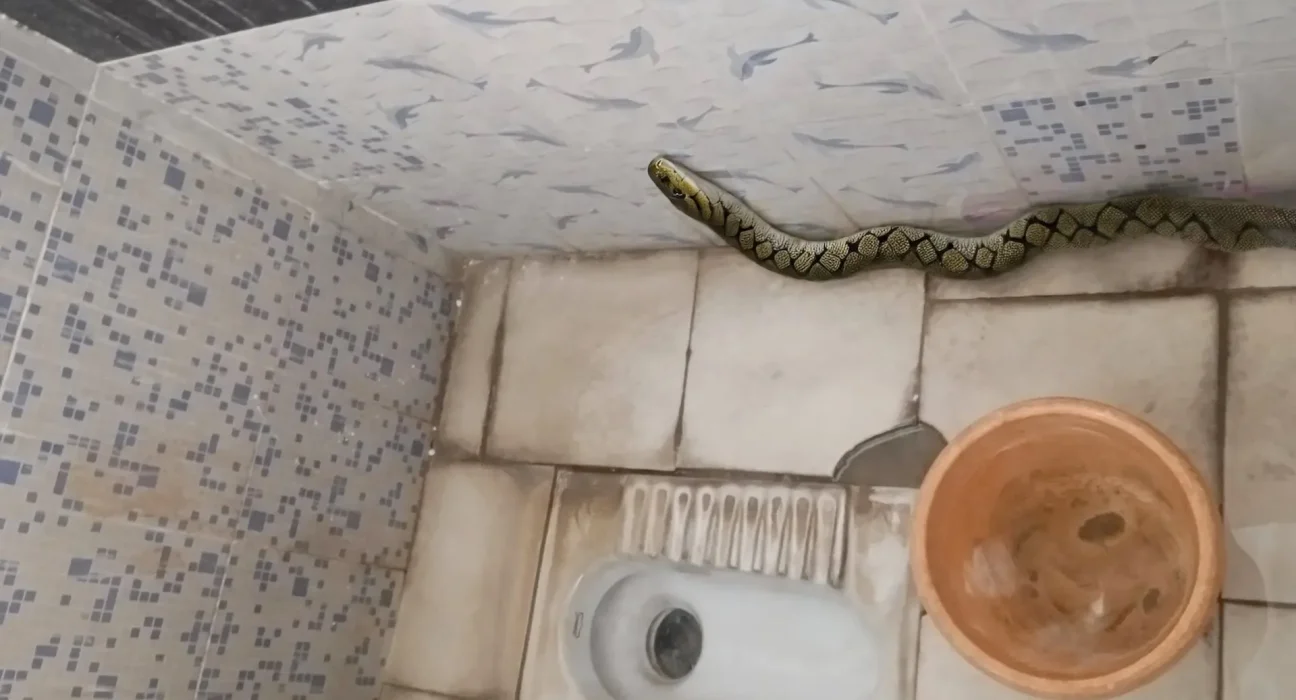 Les signalements fictifs de serpents alimentés par l'IA perturbent une ligne d'assistance en Inde et retardent les urgences réelles.