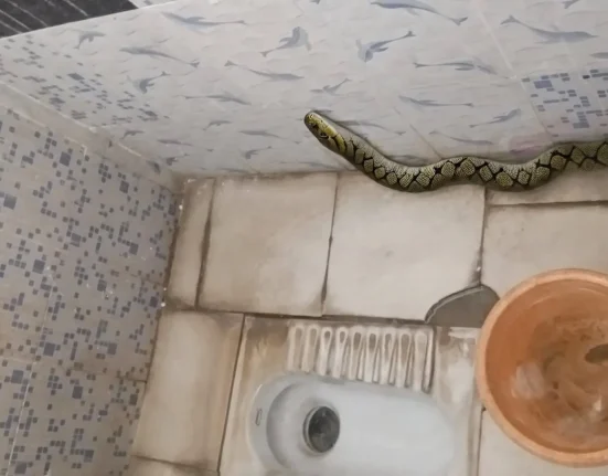 Les signalements fictifs de serpents alimentés par l'IA perturbent une ligne d'assistance en Inde et retardent les urgences réelles.