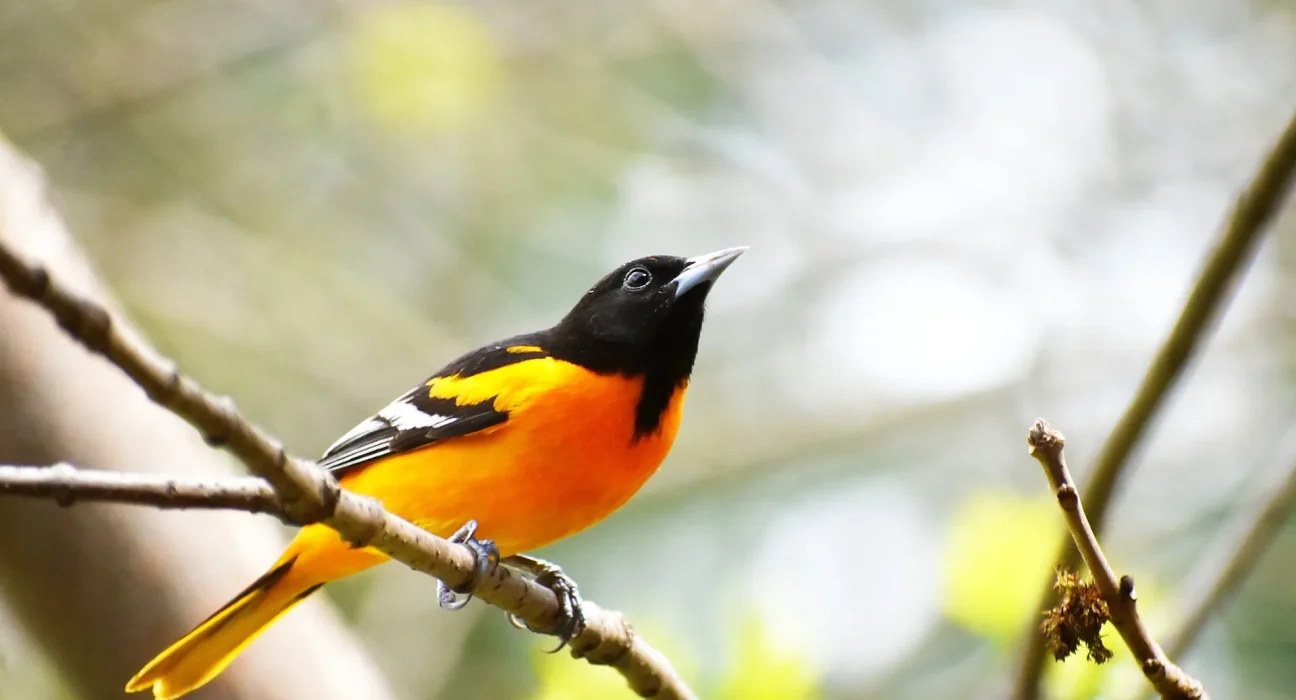 Les vagues de chaleur et les vagues de froid redéfinissent l'habitat de 500 espèces d'oiseaux en Amérique du Nord