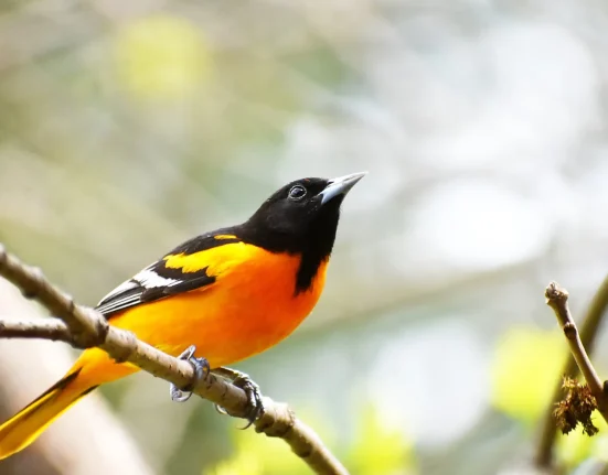 Les vagues de chaleur et les vagues de froid redéfinissent l'habitat de 500 espèces d'oiseaux en Amérique du Nord