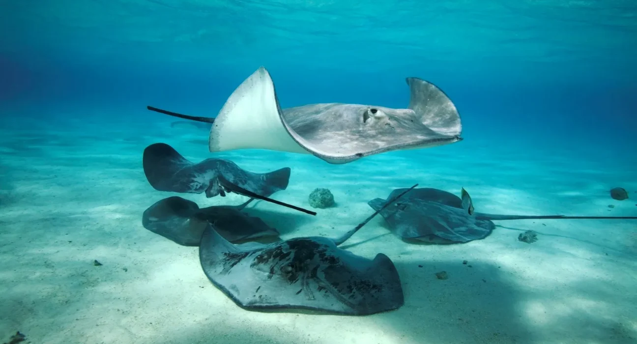 L'impact d'El Niño : raies, baleines à bosse et requins-marteaux envahissent les côtes de Californie du Sud.