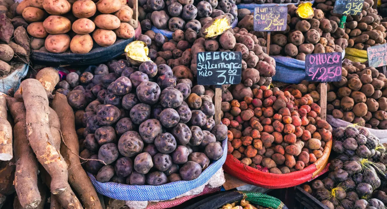 L'impact des régimes riches en pommes de terre sur l'ADN des populations andines indigènes et leur capacité à digérer l'amidon.