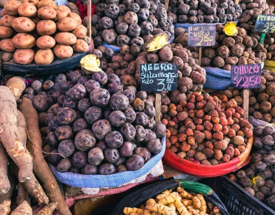 L'impact des régimes riches en pommes de terre sur l'ADN des populations andines indigènes et leur capacité à digérer l'amidon.