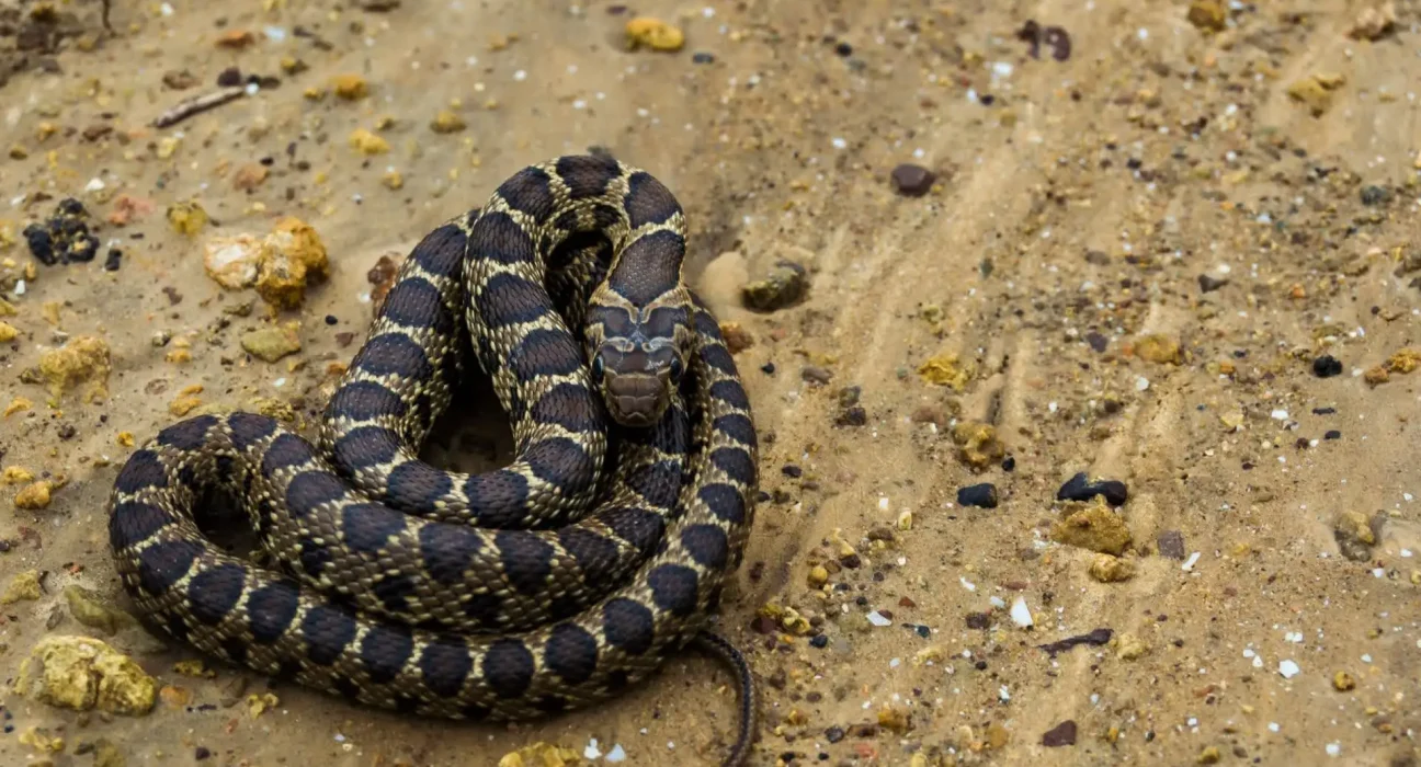 L'importation d'oliviers a favorisé la prolifération des serpents envahissants à Ibiza, selon une étude
