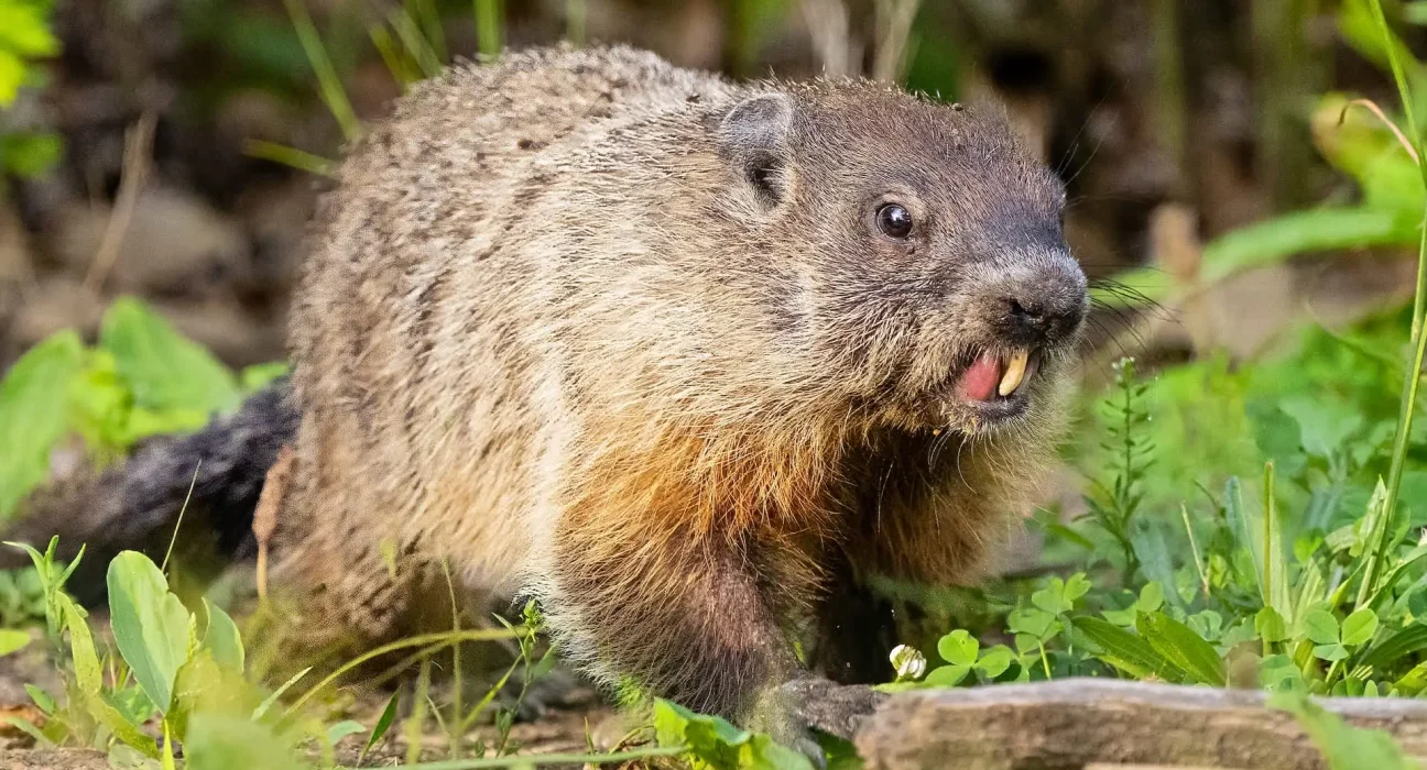 Marmotte enragée attaque un enfant sous une voiture garée en Pennsylvanie.