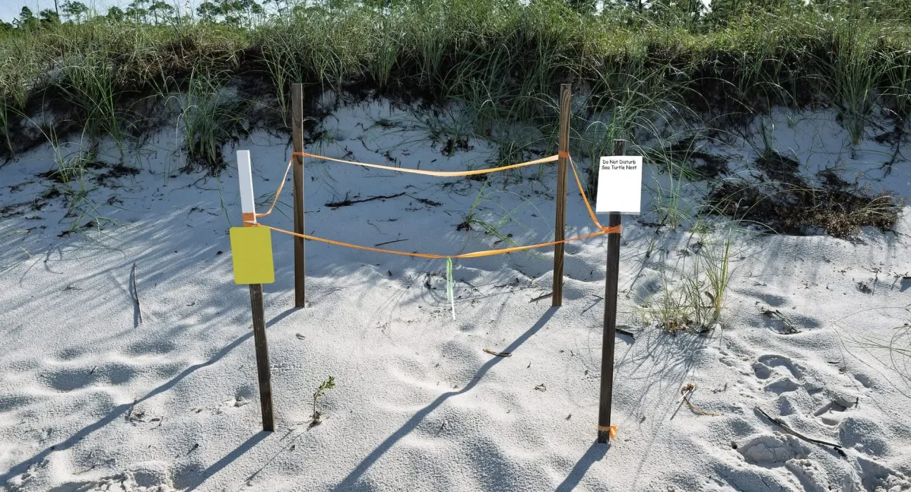 Menace sur les nids de tortues luths en Floride : 13 800 nids atteints, mais des risques pour l'habitat menacent des décennies de progrès.