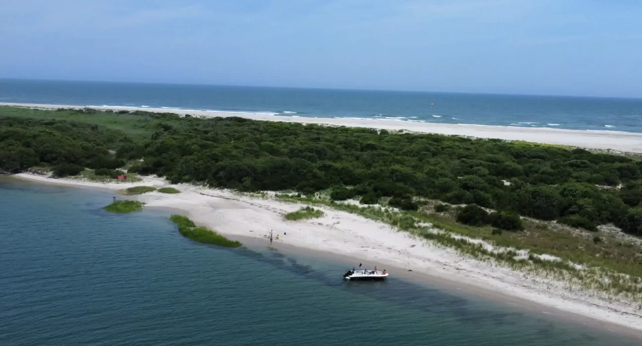 Mystère sur la plage du New Jersey : Près de 30 requins juvéniles retrouvés morts