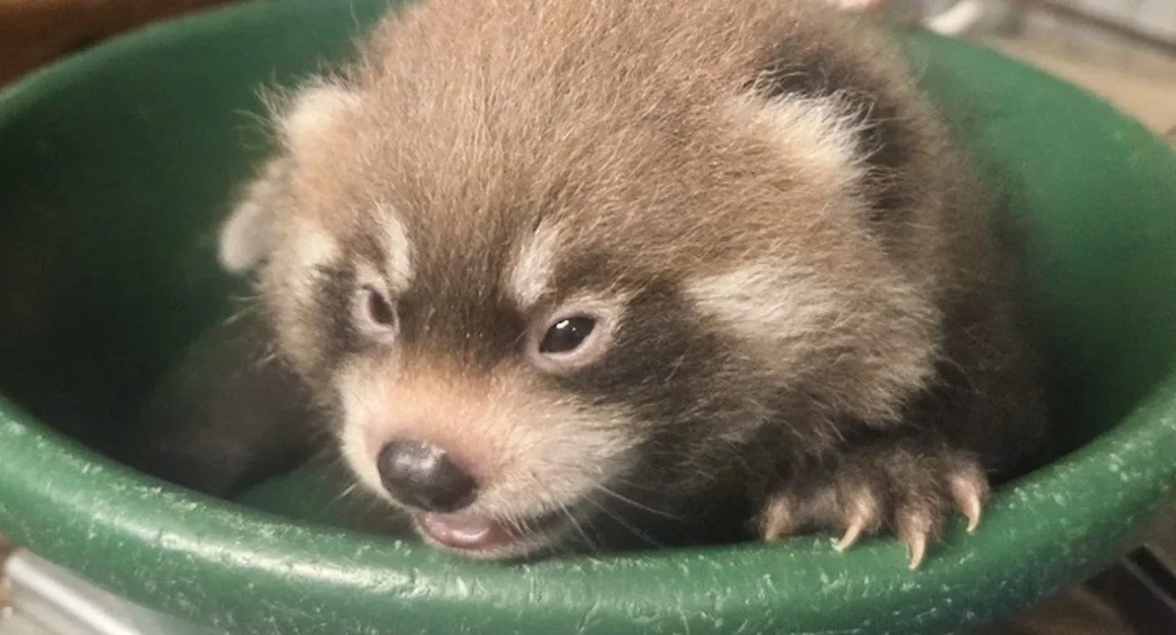 Naissance inattendue d'un jeune panda rouge en danger au Zoo de Assiniboine Park