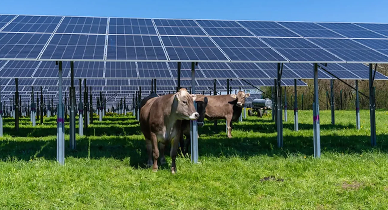 Nestlé met en place un parc solaire de 7 800 panneaux au-dessus d'un pâturage pour alimenter un quart de son usine.