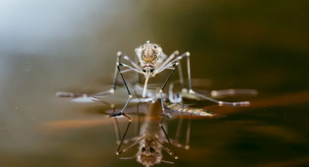 Nouvelle alerte à New York : augmentation significative de l'activité du virus West Nile avec un doublement des pools de moustiques positifs.
