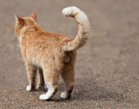 Québec confirme un deuxième chat porteur de la rage du raton laveur : trois personnes reçoivent un traitement d'urgence.