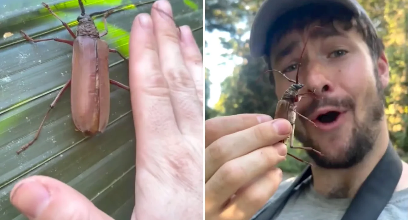Rencontre Étonnante avec les Scarabées d'Équateur Émerveille les Amateurs de Faune