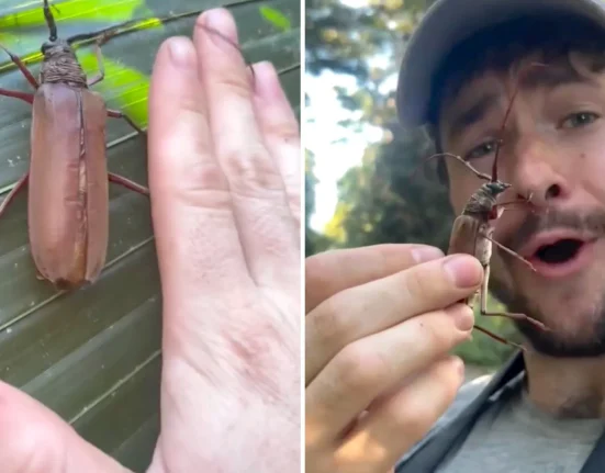 Rencontre Étonnante avec les Scarabées d'Équateur Émerveille les Amateurs de Faune