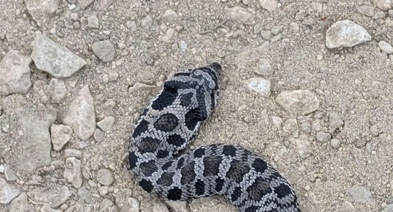 Rencontre fascinante avec un serpent à nez retroussé : un regard nouveau sur l'un des animaux les plus redoutés de la nature.