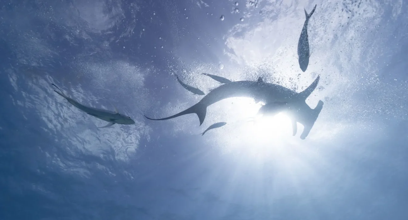 Rencontre inattendue avec un grand requin-tête à Rhode Island : première réussite de marquage dans l'État.