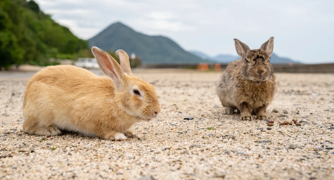 Sur l'île aux lapins du Japon, l'alimentation des touristes pourrait inciter les sangliers à chasser les lapins.