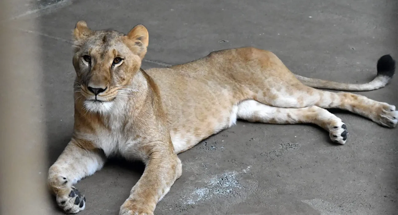 Trois lions succombent à la chaleur au zoo de Tokyo, un événement inédit en 62 ans d'histoire.