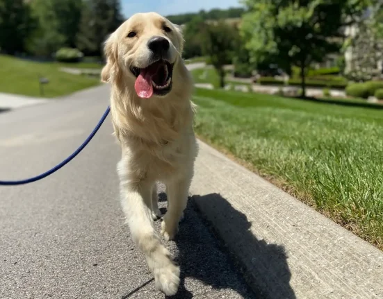 Un chien secouru de Jacksonville triomphe d'une maladie fongique rare : un appel à la vigilance pour les propriétaires d'animaux en Floride