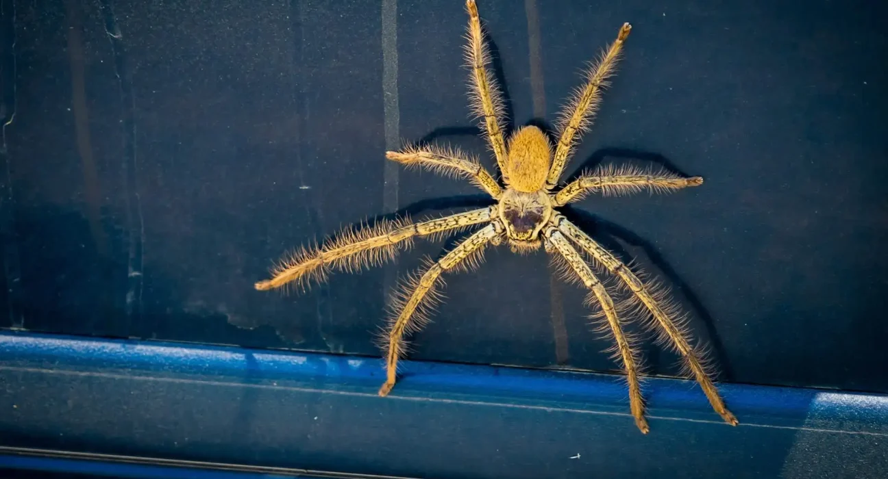 Un conducteur australien plaide coupable après avoir invoqué une 'araignée huntsman' pour justifier sa conduite imprudente