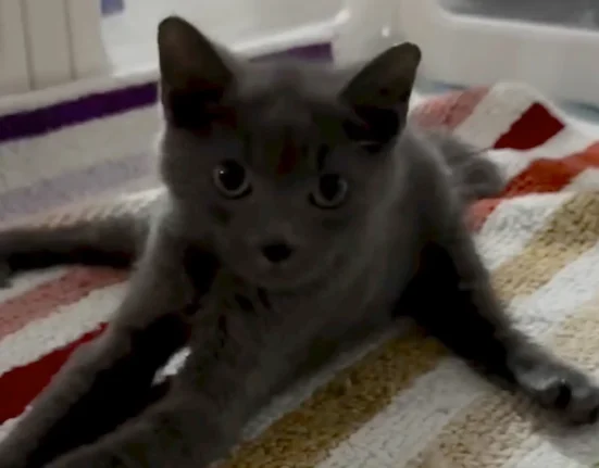 Un employé d'une boutique de jouets en Caroline du Nord crée un fauteuil roulant en Lego pour les premiers pas d'un chaton sauvé.