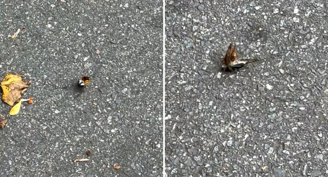 Un insecte mystérieux confronté à une cigale dans un parking : révélations sur le frelon européen