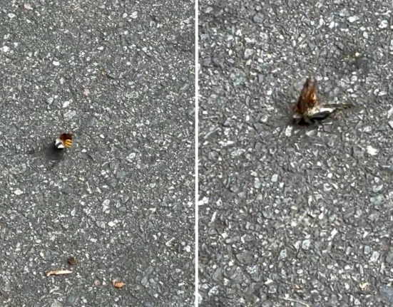 Un insecte mystérieux confronté à une cigale dans un parking : révélations sur le frelon européen