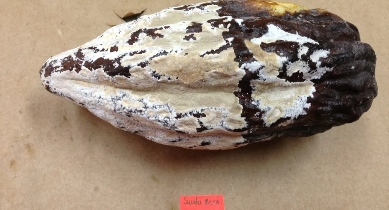 Un nouveau traitement à base de cacao pourrait sauver les fermes d'Amérique Latine d'un champignon dévastateur