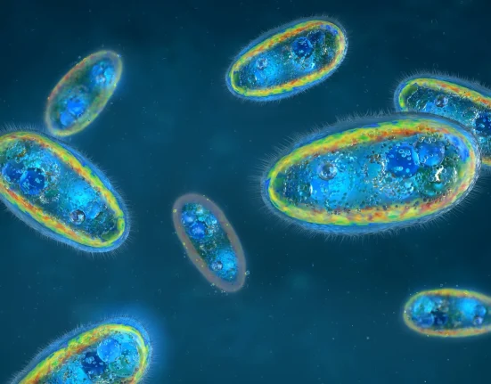 Un parasite rare responsable d'abcès hépatiques en Italie pourrait se transmettre par voie sexuelle