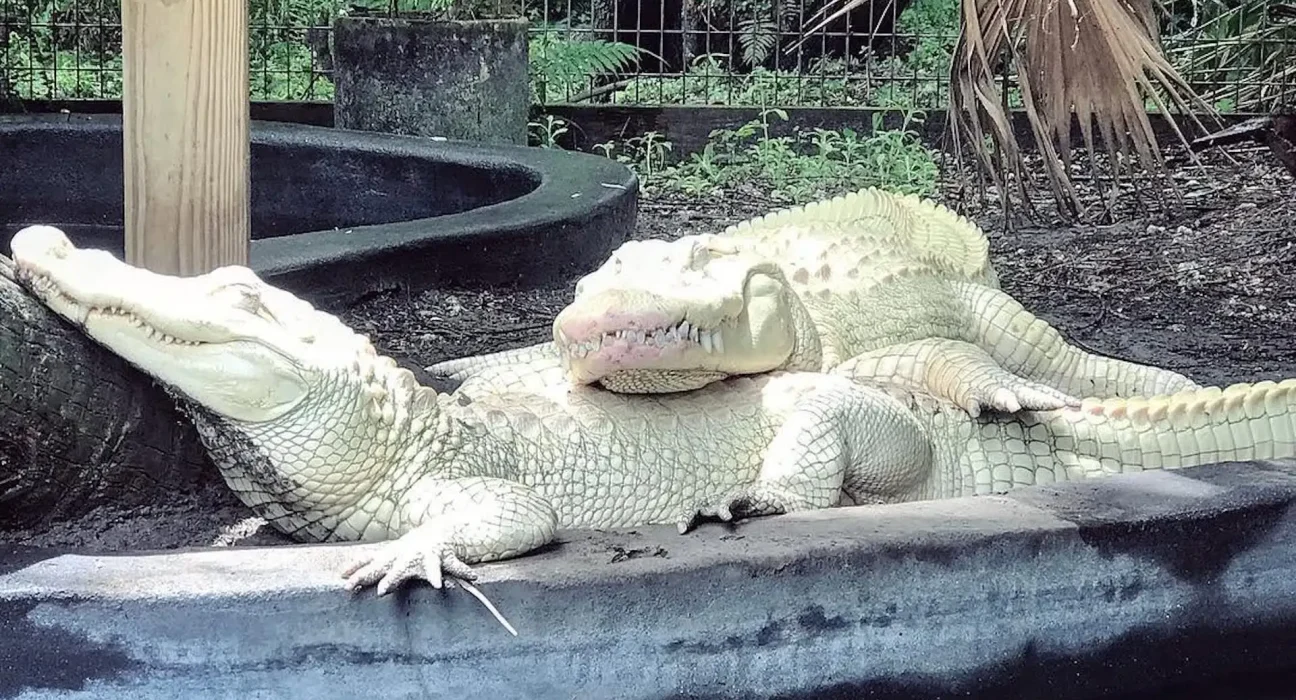 Un parc en Floride découvre 19 œufs d'alligators albinos, une première mondiale en captivité.