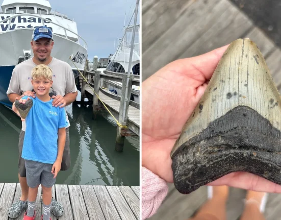 Un père et son fils en vacances découvrent une immense dent de mégalodon sur la côte du New Jersey.