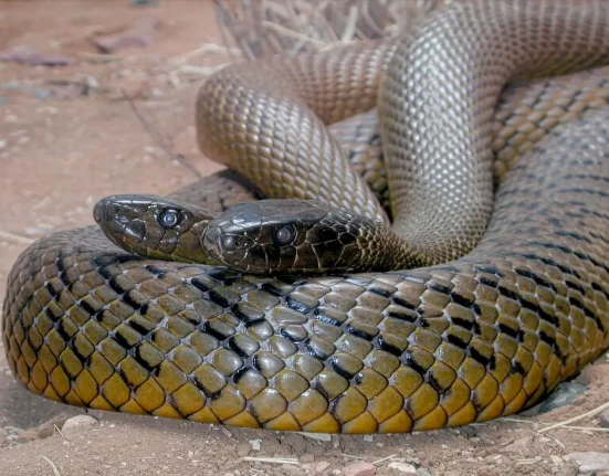 Un raid antidrogue au Nouveau-Mexique révèle 60 serpents, dont la créature la plus venimeuse au monde