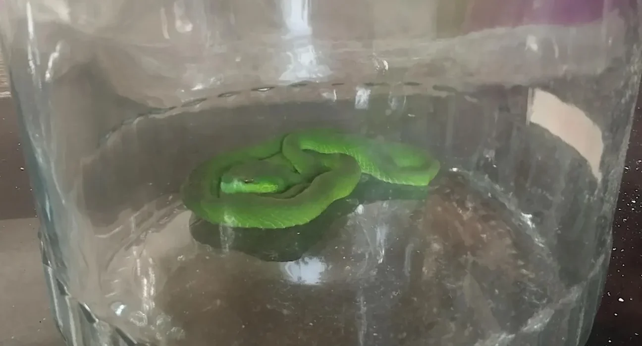 Un résident de Bali sauve un serpent vert et le relâche en toute sécurité