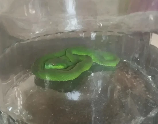 Un résident de Bali sauve un serpent vert et le relâche en toute sécurité
