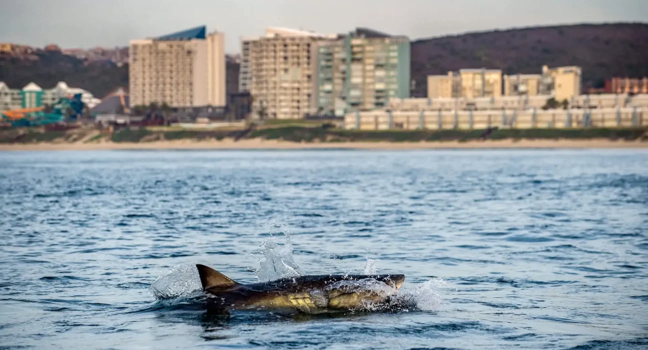 Une Été 'Sanguinaire' en Californie : El Niño et son Cortège de Requins, Serpents de Mer, Raies et Autres Surprises