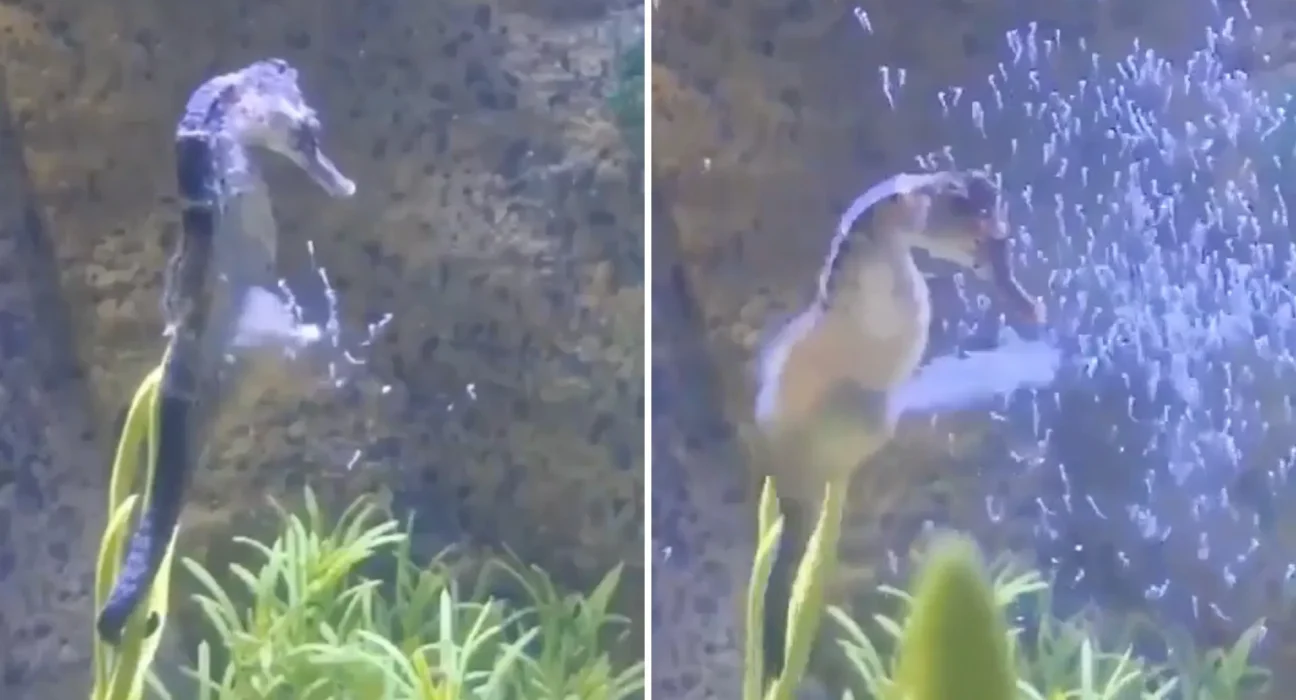 Une Révélation Étonnante : Le Hippocampe Mâle Donne Naissance à des Nuées de Larves dans une Vidéo Nature Étonnante