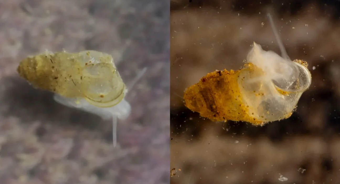 Une espèce de limace des cavernes récemment découverte en Chine : seulement trois individus adultes connus dans l'obscurité.