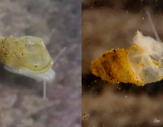 Une espèce de limace des cavernes récemment découverte en Chine : seulement trois individus adultes connus dans l'obscurité.