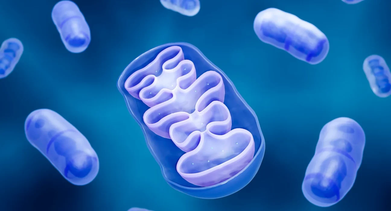 Une étude australienne propose une nouvelle approche pour lutter contre les infections en modifiant le comportement des mitochondries.