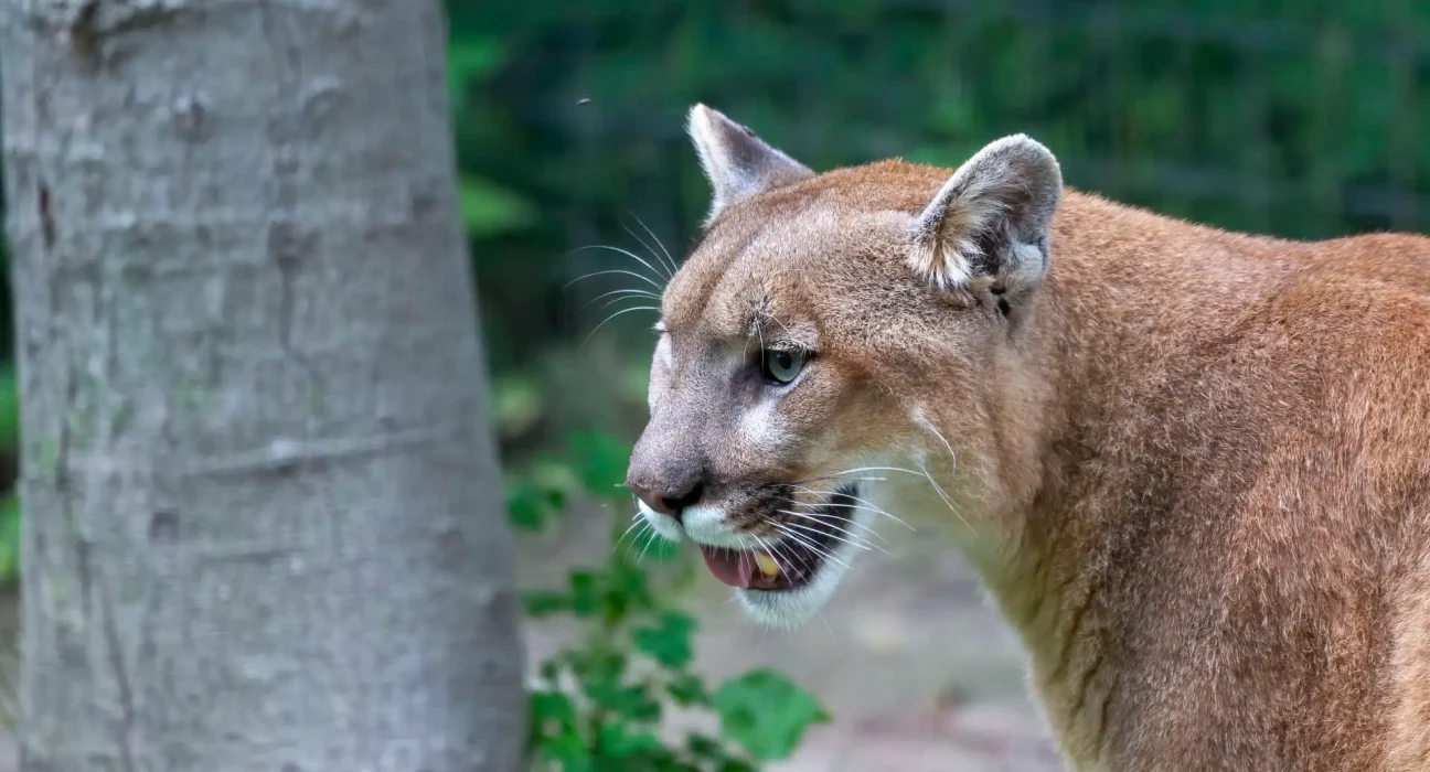 Une étude californienne révèle que les pumas réduisent de 67 % les collisions entre véhicules et cerfs