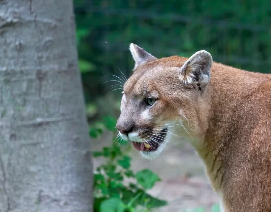 Une étude californienne révèle que les pumas réduisent de 67 % les collisions entre véhicules et cerfs