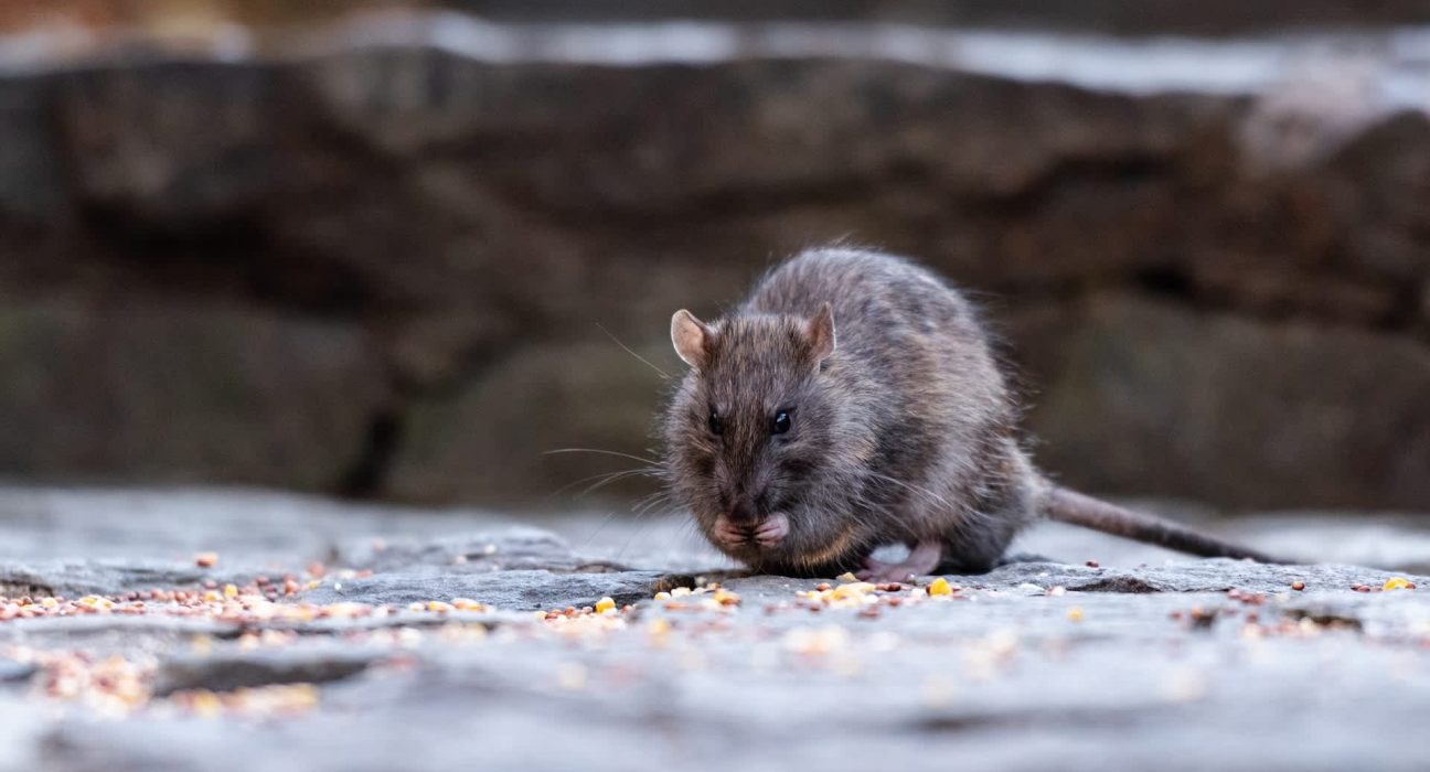 Une étude de Rutgers révèle que les souris de New York développent une résistance aux poisons pour rats les plus courants.